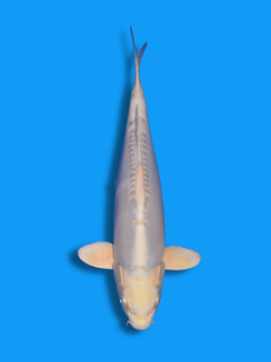 Doitsu Hariwake | Koi&Co.